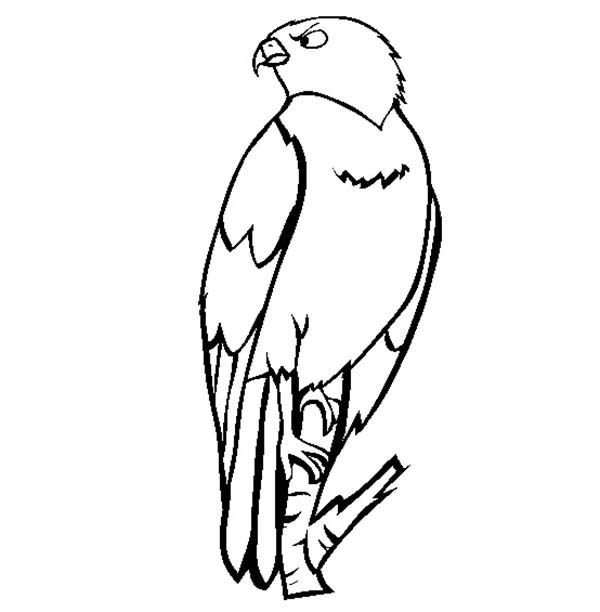 Perched Falcon Bird Coloring Pages