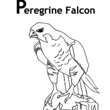 Peregrine Falcon Bird Coloring Pages
