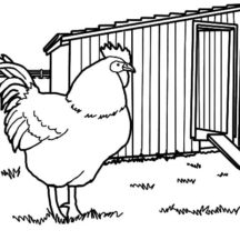 Rhode Island Rooster Chicken Coop Coloring Pages