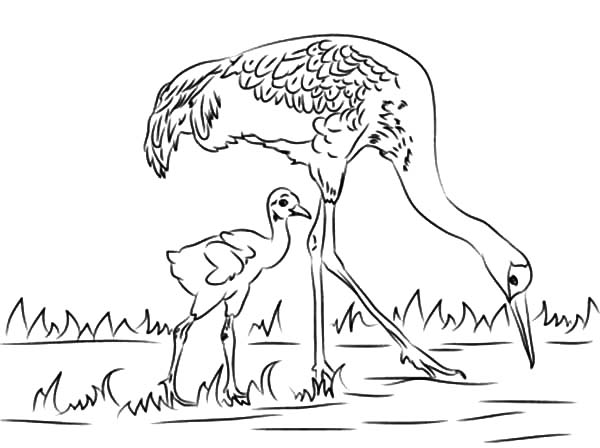 Sandhill Crane Brid Looking for Fish with Her Baby Coloring Pages