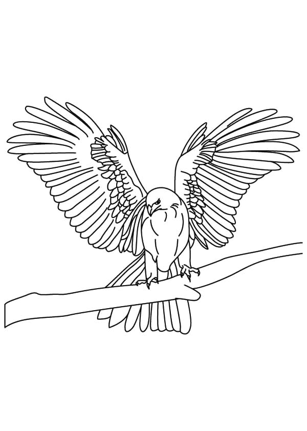 Thin Tapered Wings Falcon Bird Coloring Pages
