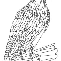 Wildlife Falcon Bird Coloring Pages