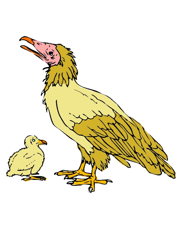 Dodo Bird with Chick Coloring Pages by years old Kevin F  Burk  